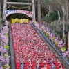 2016年かつうらビッグひな祭り千葉県勝浦で開催！