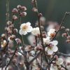 曽我の梅林で35,000本の梅が咲き誇る！梅満開！曽我の梅林