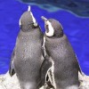 ホワイトデーデートはペンギンのラブストーリーを見に行って！